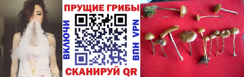 Псилоцибиновые грибы Psilocybe  наркошоп  Нюрба 